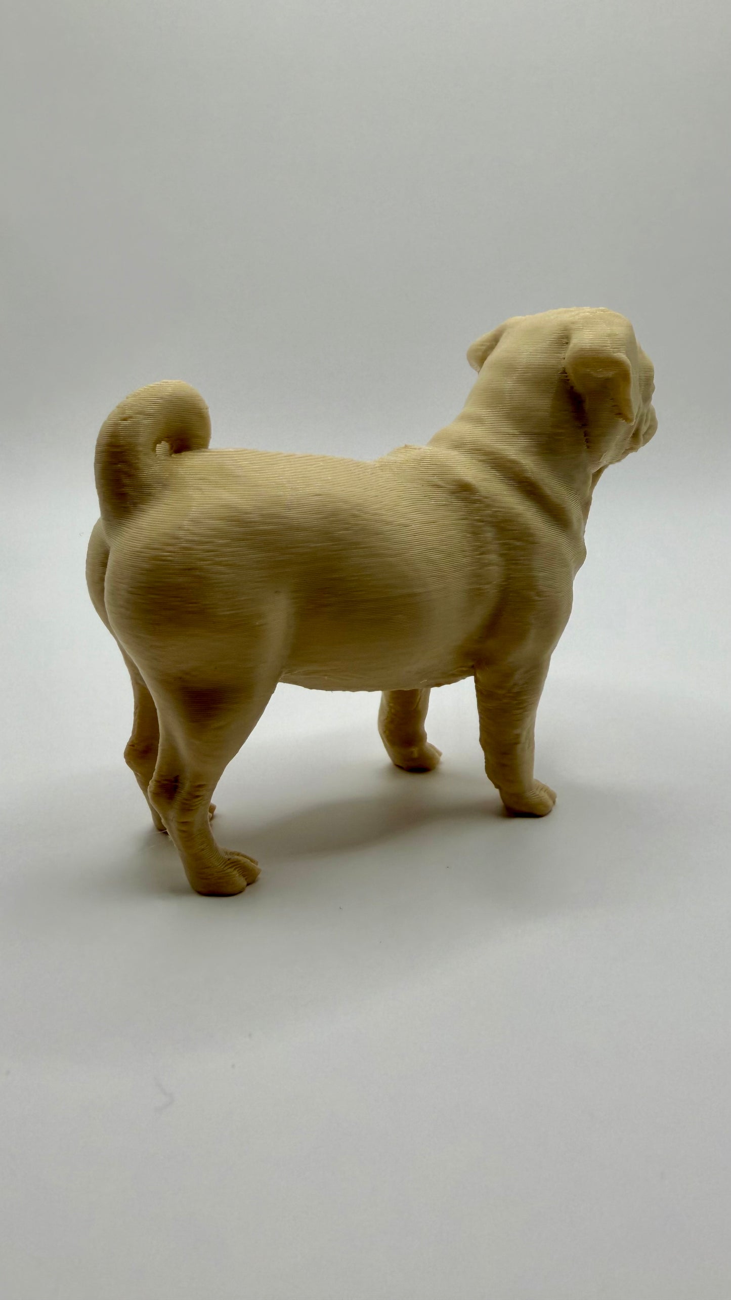 Pug