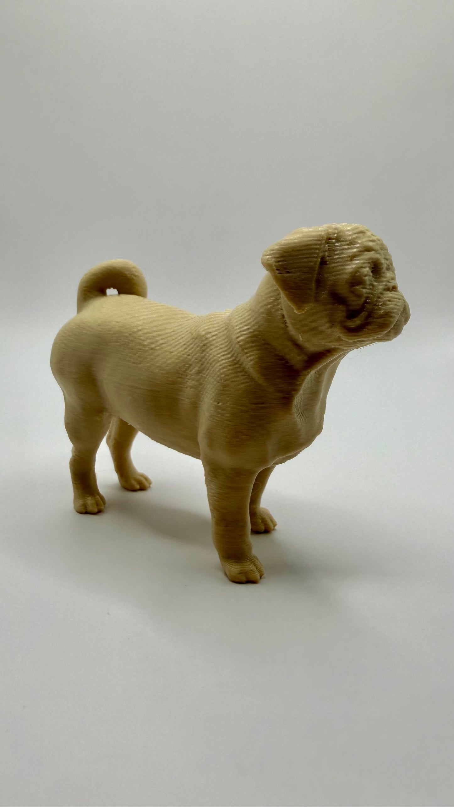 Pug